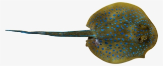 Fish, Whiptail Stingray, Deep Sea, Organism Png Image - Sting Ray Png #9461157
