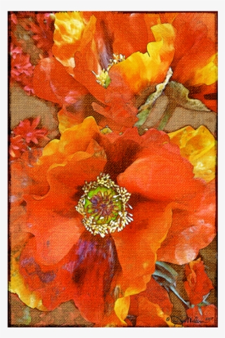 Orange Burst Floral Canvas - Tagetes Patula #9461450