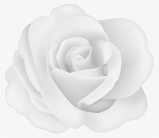 Flower Rose White Transparent Image #9461567