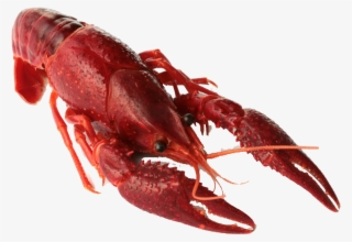 Crawfish Sống #9461667