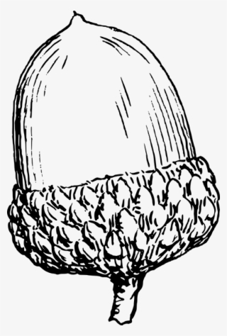 Black And White Rose Clipart 18, Buy Clip Art - Acorn Clip Art #9461696