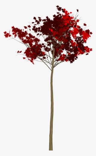 Maple,tree,painted Tree,red,nature,image Painting,plant, - Tree #9463022 Maple,tree,painted Tree,red,nature,image Painting,plant, - Tree #9463022