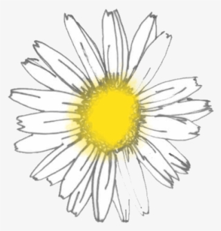 Flowers In The Garden - Oxeye Daisy #9463249