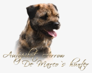 Bebe - Dog Yawns #9464715