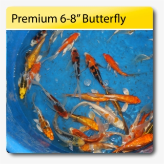 Premium 6 8 Butterfly Koi 6 8 Premium Butterfly Koi - Fish Pond #9465066