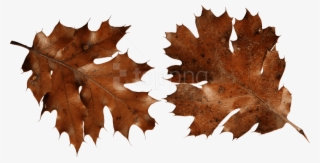Free Png Download Brown Autumn Leaves Png Images Background - Brown Png #9466484