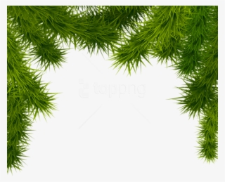 Free Png Pine Branches Png - Christmas Tree Branches Png #9466832