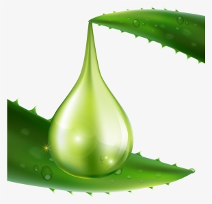 Aloe Vera Carrier - Aloe Vera #9467977