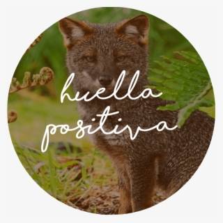 Through Our Product Lines We Want To Leave Footprints - Grey Fox #9468474