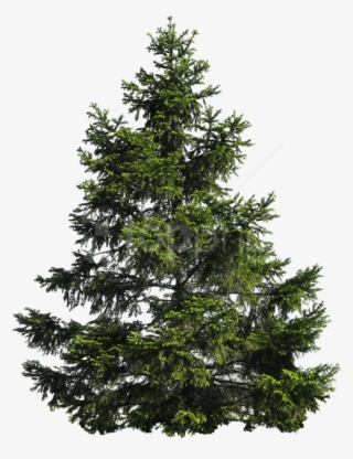 Free Png Tree Png Images Transparent - Transparent Pine Tree Png #9469284 Free Png Tree Png Images Transparent - Transparent Pine Tree Png #9469284