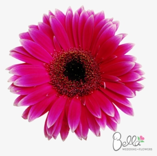 Dark Pink Gerbera Daisies Are Fresh, Fun And Cheerful - Barberton Daisy #9469510