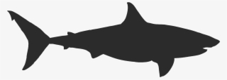 Shark #9471033 Shark #9471033