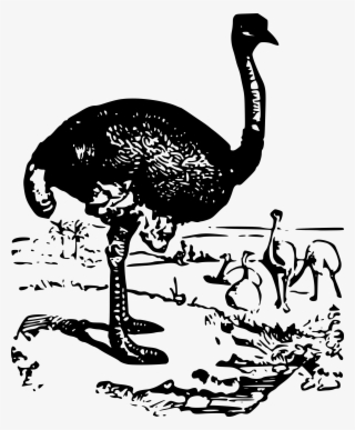 Big Image - Ostrich #9473626 Big Image - Ostrich #9473626