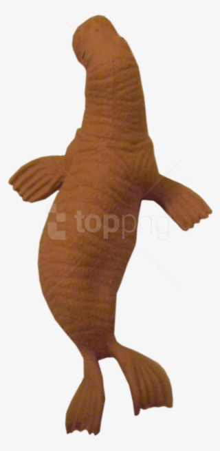 Free Png Walrus Png Images Transparent - Bronze Hammerhead Shark #9474329