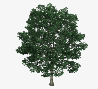 Material Tree Illustration Royalty-free Bodhi Platyphyllos - Tilia Platyphyllos Png #9480914
