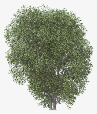 Images - Transparent Tree Png Plan #9480950