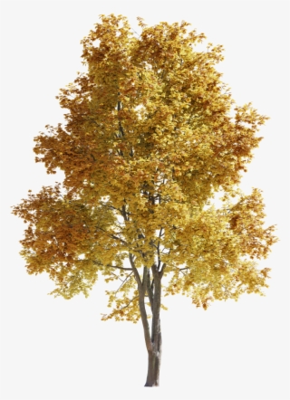 Maple-tree 14m 01 Autumn - Gambel Oak #9480963