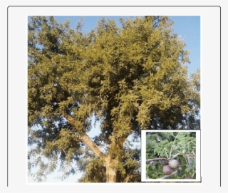 Sclerocarya Birrea Hochst - Sclerocarya Birrea #9480994