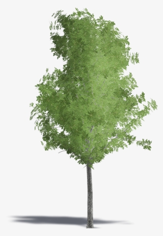 Swamp Maple #9481003