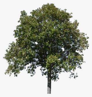 Tree, Tree With Leaves, Forest, Nature, Timber - Plane #9481037