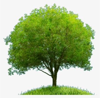 Welcome To Grace Haven Counseling - River Birch #9481080