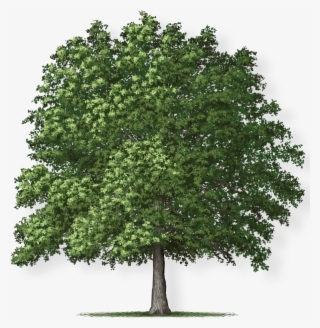 Tree Height - Overcup Oak Tree #9481111