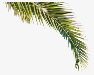 Go To Image - Palmbomen Png #9481363