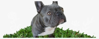 Violet The Blue And White Brindle Rare Mini French - French Bulldog #9481837
