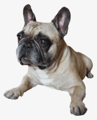 Australia's Oldest Frenchman- Hugo The French Bulldog - Oldest French Bulldog #9481849