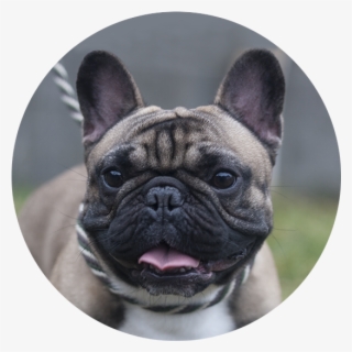 Henri The French Bulldog - French Bulldog #9481918