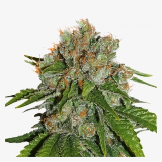 Amnesia Haze Auto #9484122