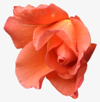 Go To Image - Pink Orange Flower Png #9484458