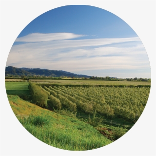 Horticulture - Field #9484461