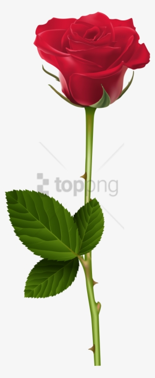 Free Png Rose Transparent Png Image With Transparent - Transparent Rose Png #9484991