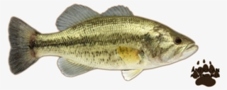 Largemouth Bass Png - Ciclo Biologico Da Aquaponia #9486544