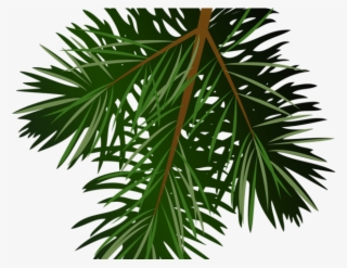 Christmas Tree Clipart Limb - Pine Branch Png Free #9488939