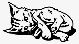 Wandtattoo Abessinier Süß Katze Kätzchen Pfoten Tiere #9488984