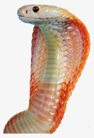 Free Png Image - Snakes #9489567