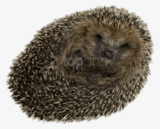 Free Png Download Hedgehog Rolled Up Png Images Background - Hedgehog Transparent #9490326