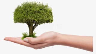 Free Png Download Save Tree Png Images Background Png - Plant A Tree Png #9492532