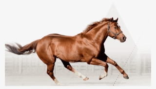 Silver Banner Irish Stallion Best Design - Sorrel #9493819 Silver Banner Irish Stallion Best Design - Sorrel #9493819