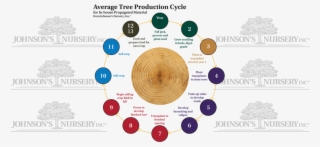 Tree Cycles Plant Production Stages Seedling Balled - Production Cycles #9495724