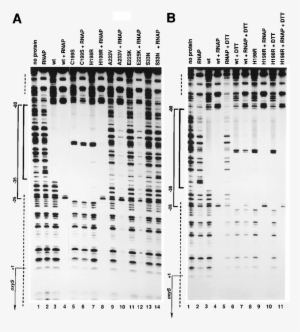 Dnase I Footprints Of Rna Polymerase Together With - Rna Polymerase #950471