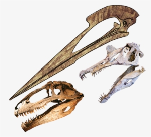 Skulls Length Comparison Of Hatzegopteryx, Spinosaurus - Spinosaurus Skull Size Comparison #950828