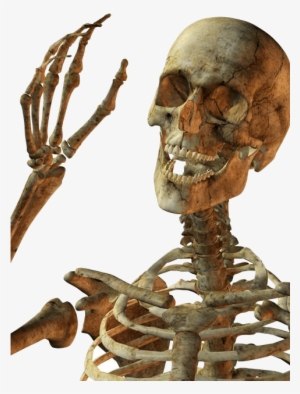 Hello Skeleton - Skeleton Png #950991 Hello Skeleton - Skeleton Png #950991