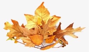Pile Of Leaves Png Banner Library Library - Leaves Pile Png #951323