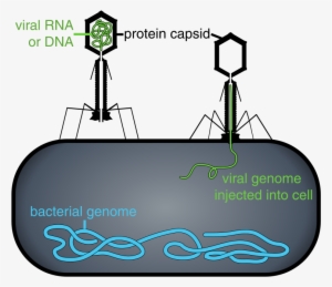 800px-phage Injecting Its Genome Into Bacteria - Terapia De Fagos #951377