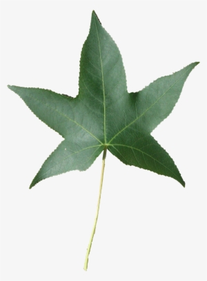 Fall Speech Therapy Activities - Speech-language Pathology #952115