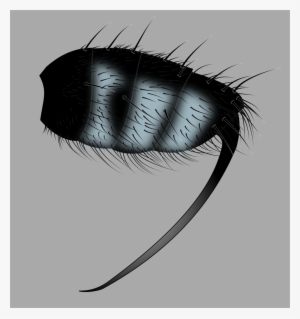 Vector Wip, Mexican Sword Fly - Hair #952244 Vector Wip, Mexican Sword Fly - Hair #952244
