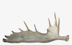 Brass Tipped Moose Antler #952406